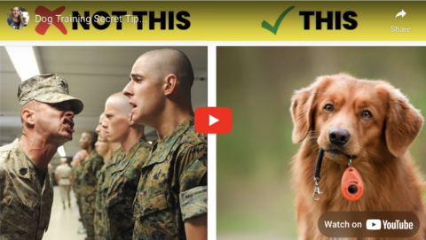 dog training cue vs command